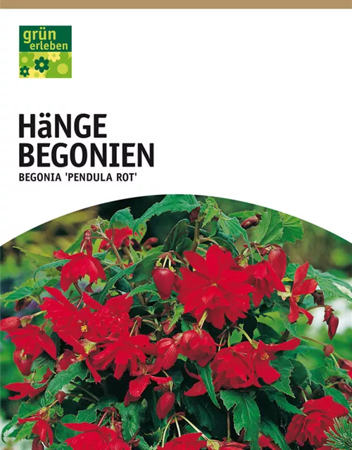 GE Begonien pendula rot x3 4/6nBegonien pendula rot