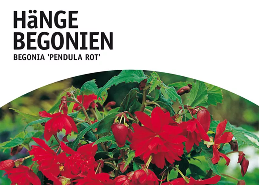 GE Begonien pendula rot x3 4/6nBegonien pendula rot