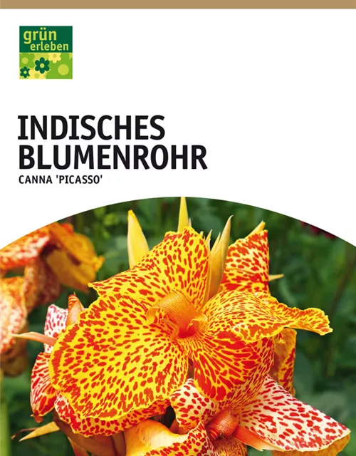 GE Canna Ind. grünl. Picasso x1nBlumenrohr gelb, getigert