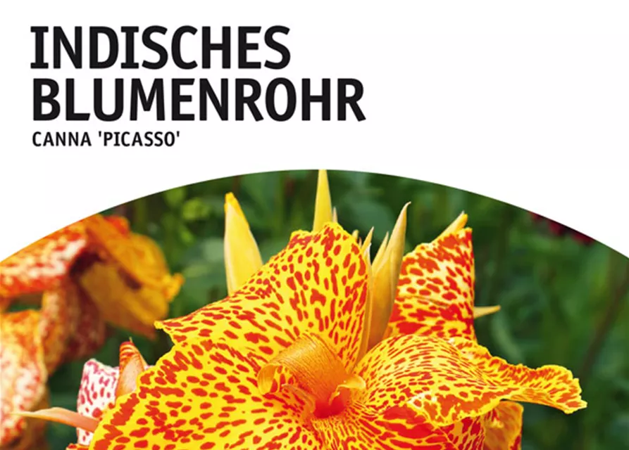 GE Canna Ind. grünl. Picasso x1nBlumenrohr gelb, getigert