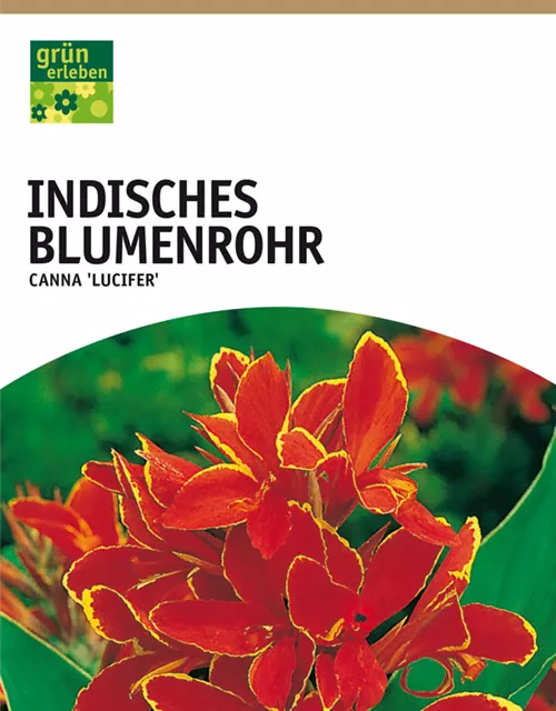 GE Canna Ind. grünl. Lucifer x1 InBlumenrohr rot-gelb