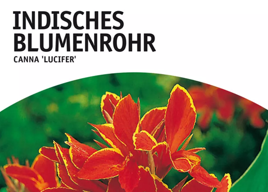 GE Canna Ind. grünl. Lucifer x1 InBlumenrohr rot-gelb