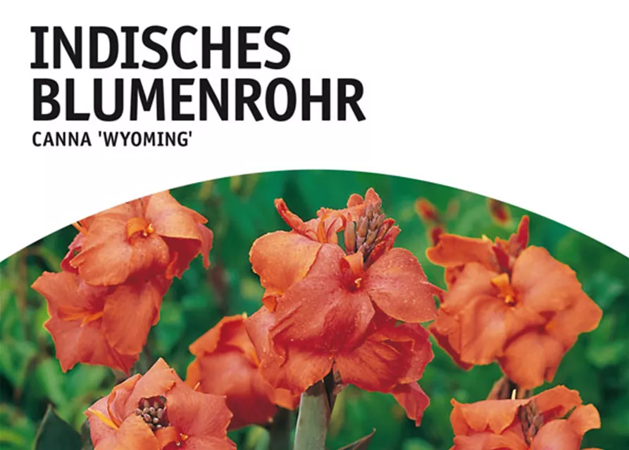GE Canna Ind. rotl. Wyoming x1 InBlumenrohr orange