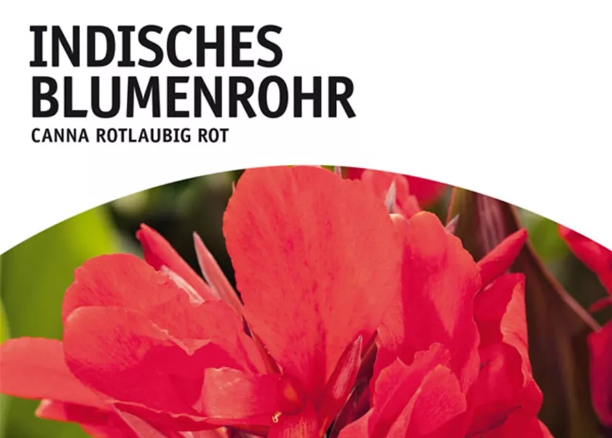 GE Canna Ind. rotl. rot x1 InBlumenrohr rot