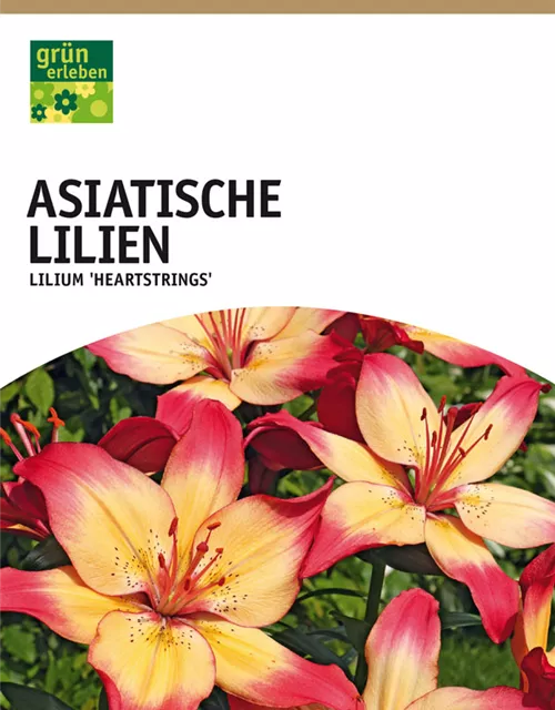 GE Lilien Heartstrings x2 16/+nAziatische Lilien creme-orange