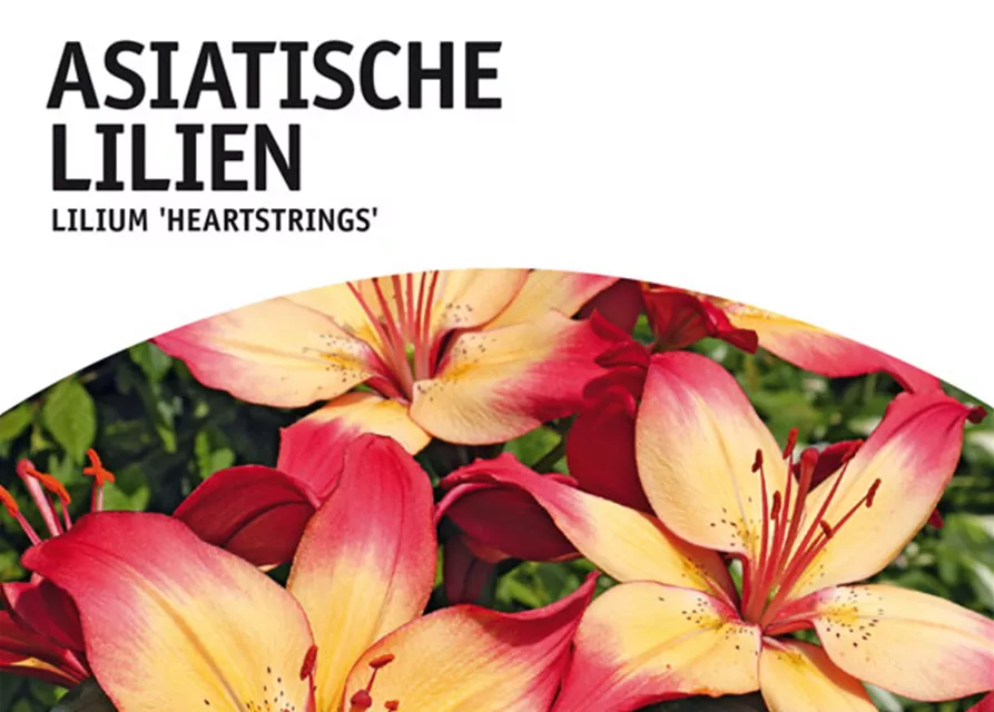 GE Lilien Heartstrings x2 16/+nAziatische Lilien creme-orange