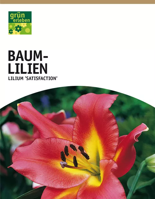 GE Lilien Satisfaction x2 16/+nBaumlilien purpur-rosa
