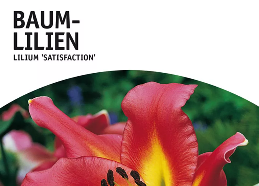 GE Lilien Satisfaction x2 16/+nBaumlilien purpur-rosa