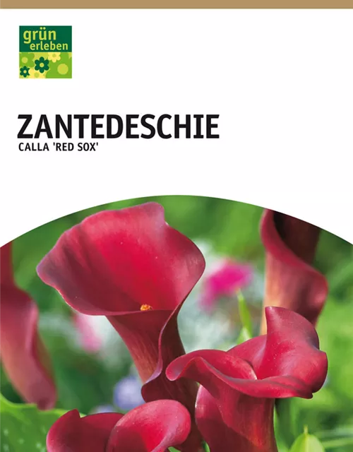 GE Calla Red Sox x1 14/+nZantedeschia rot