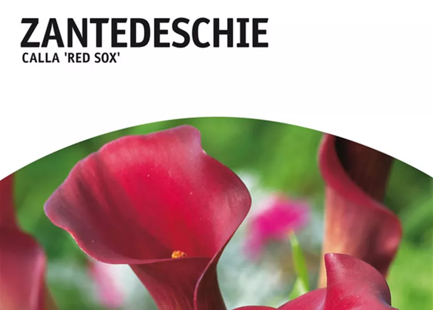 GE Calla Red Sox x1 14/+nZantedeschia rot