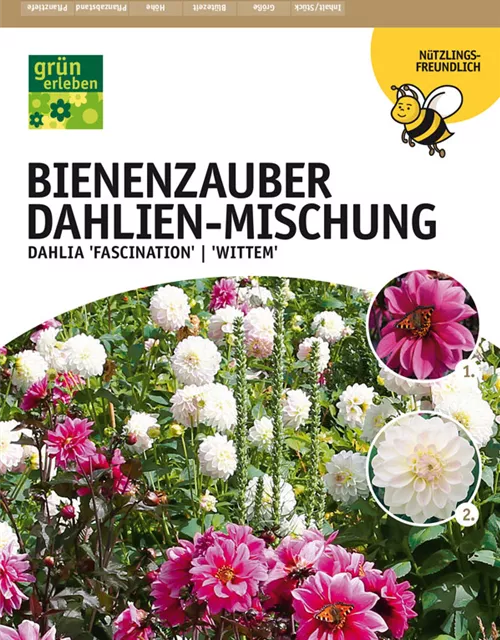 GE Dahlien Bienenzauber Mix x4nDahlie Fascination/Wittem x4