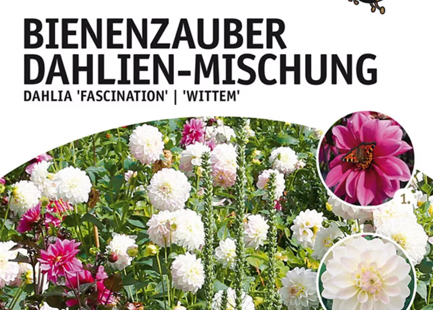 GE Dahlien Bienenzauber Mix x4nDahlie Fascination/Wittem x4