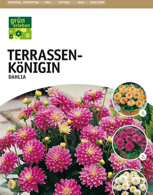 GE Terrassenköningin Mischung x4nKübel-Dahlien x4 TOP