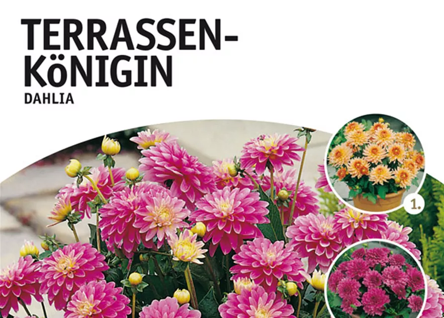 GE Terrassenköningin Mischung x4nKübel-Dahlien x4 TOP