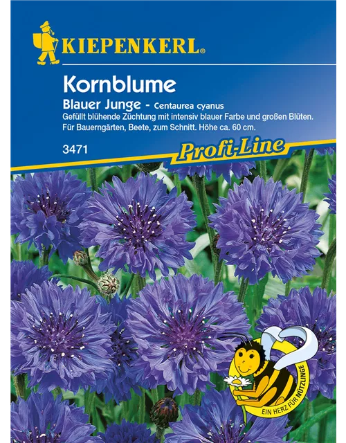 Centaurea Blauer Junge G