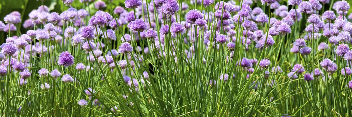Allium schoenoprasum