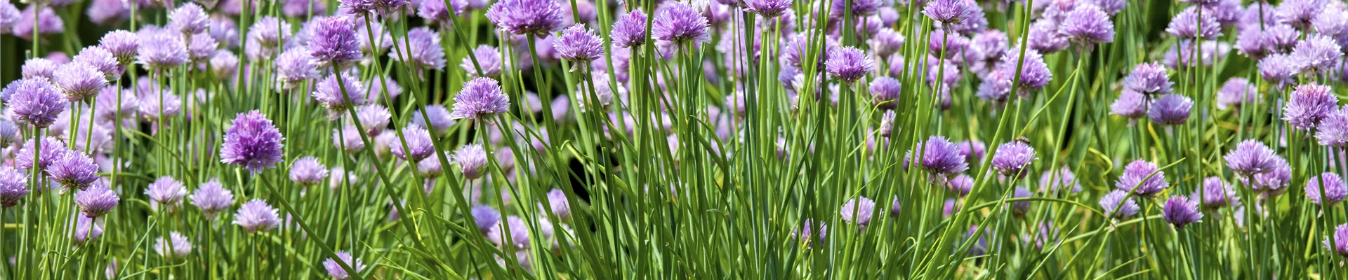 Allium schoenoprasum