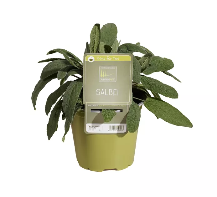 Salbei, salvia officinalis - Berghausener Blumentopf