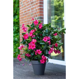 PFLANZE DES MONATS APRIL: DIPLADENIE