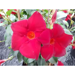 PFLANZE DES MONATS APRIL: DIPLADENIE