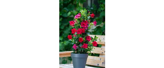 PFLANZE DES MONATS APRIL: DIPLADENIE