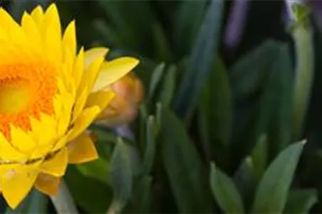 PFLANZE DES MONATS MAI: STROHBLUME