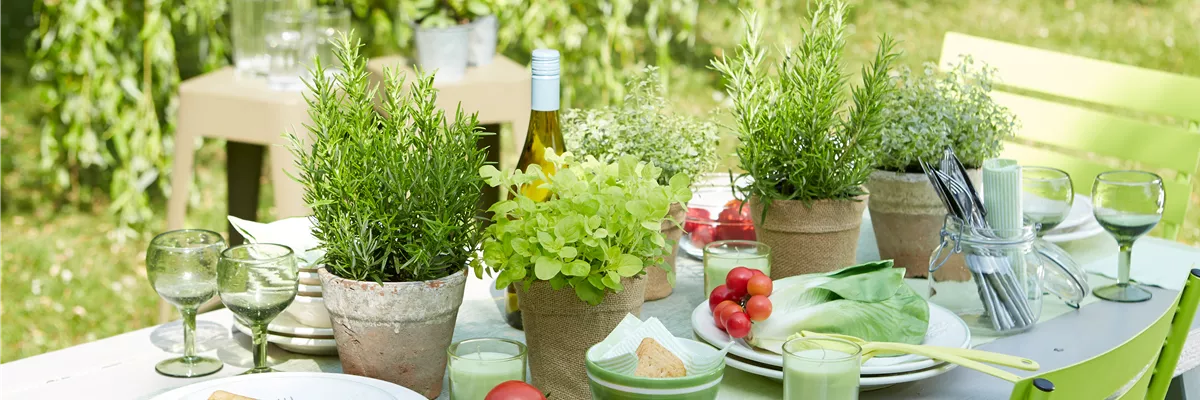 PFLANZE DER WOCHE: ROSMARIN