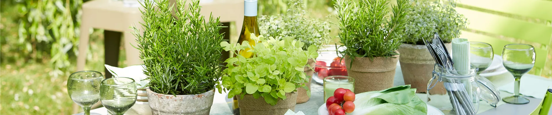 PFLANZE DER WOCHE: ROSMARIN