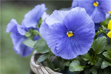 FRüHLING AUF DEM BALKON