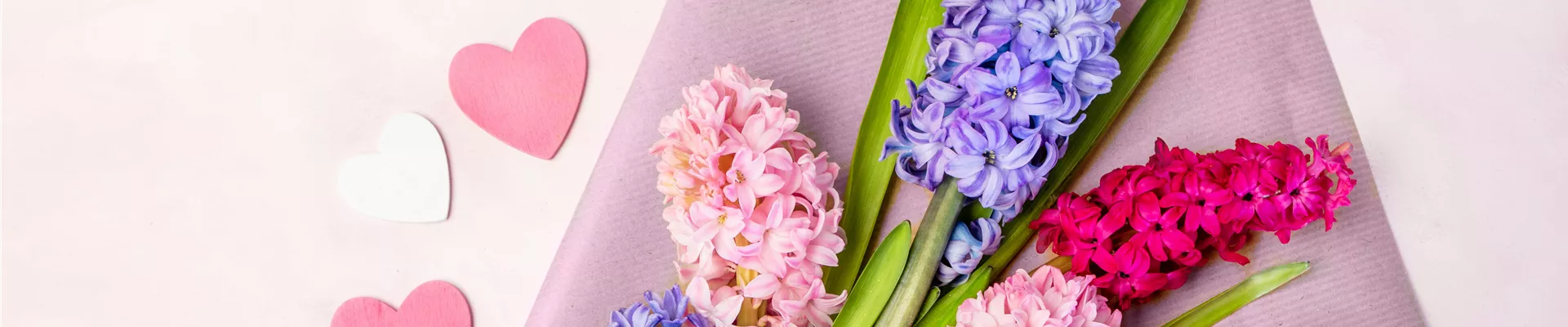 Valentinstag - Hyazinthen