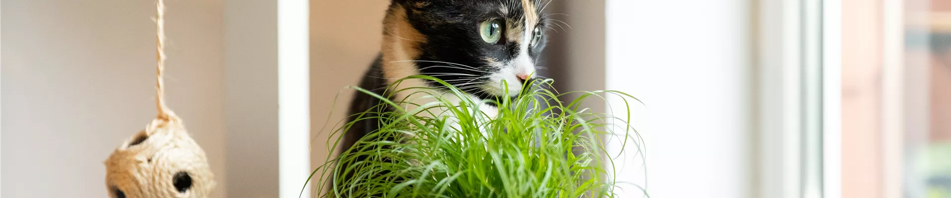 Katzengras