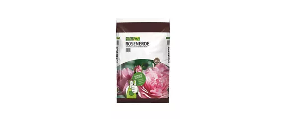 Pflanze des Monats Juli: ROSE