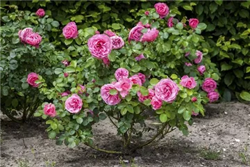 DIE RICHTIGE DÜNGUNG FÜR ROSEN IM WINTER DIE RICHTIGE DÜNGUNG FÜR ROSEN IM WINTER