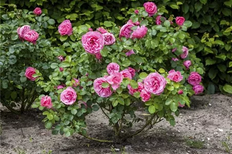 DIE RICHTIGE DÜNGUNG FÜR ROSEN IM WINTER