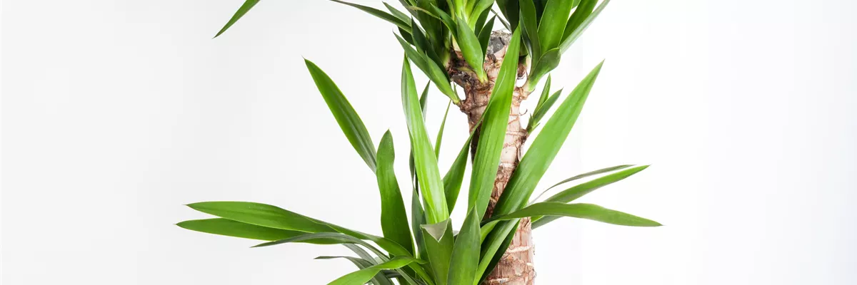 PFLEGELEICHTE ZIMMERPFLANZEN!