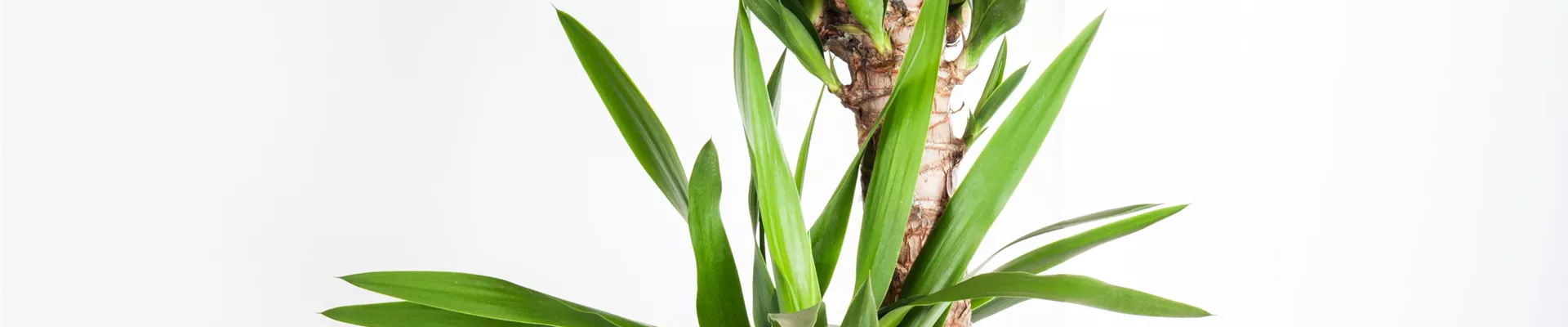 PFLEGELEICHTE ZIMMERPFLANZEN!