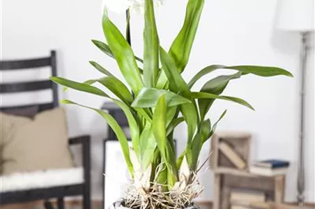 ORCHIDEEN - DIE KöNIGIN DER ZIMMERPFLANZEN