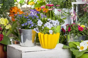 FRüHLING AUF DEM BALKON FRüHLING AUF DEM BALKON