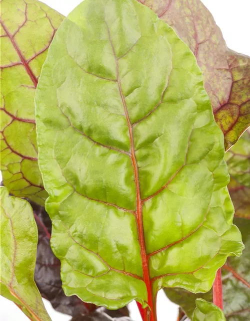 Beta vulgaris