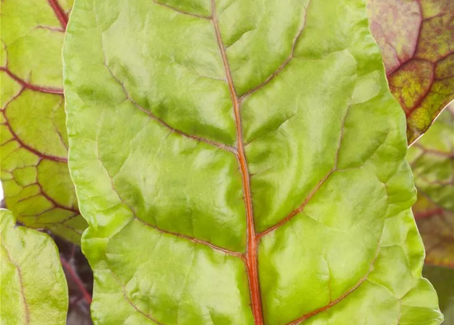 Beta vulgaris