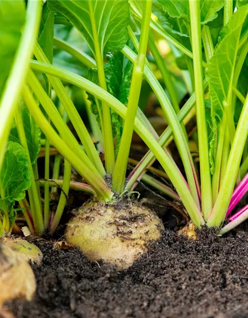 Beta vulgaris