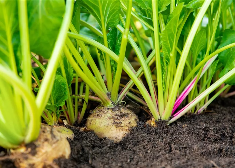 Beta vulgaris