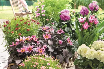 BLÜHENDER GARTEN! AUSDAUERNDE STAUDEN FÜR TERRASSEN UND BEETE. 