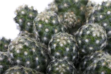 KAKTEEN & DER RICHTIGE STANDORT