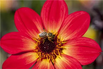DAHLIEN - BLüHWUNDER IM HOCHSOMMER DAHLIEN - BLüHWUNDER IM HOCHSOMMER