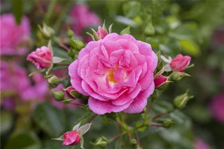 ROSEN SCHNEIDEN IM HERBST