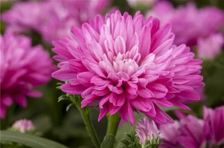 ASTERN - DIE STARS IM GARTEN