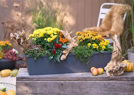 Berghausener Blumentopf Ihr Gartencenter aus Langenfeld