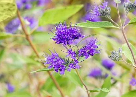 PFLANZE DES MONATS AUGUST: BARTBLUME