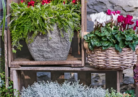 Berghausener Blumentopf Ihr Gartencenter aus Langenfeld